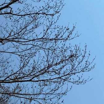 ちっちっと賑やかに鳴く鳥さん。写メ📷どこでしょう？🤭