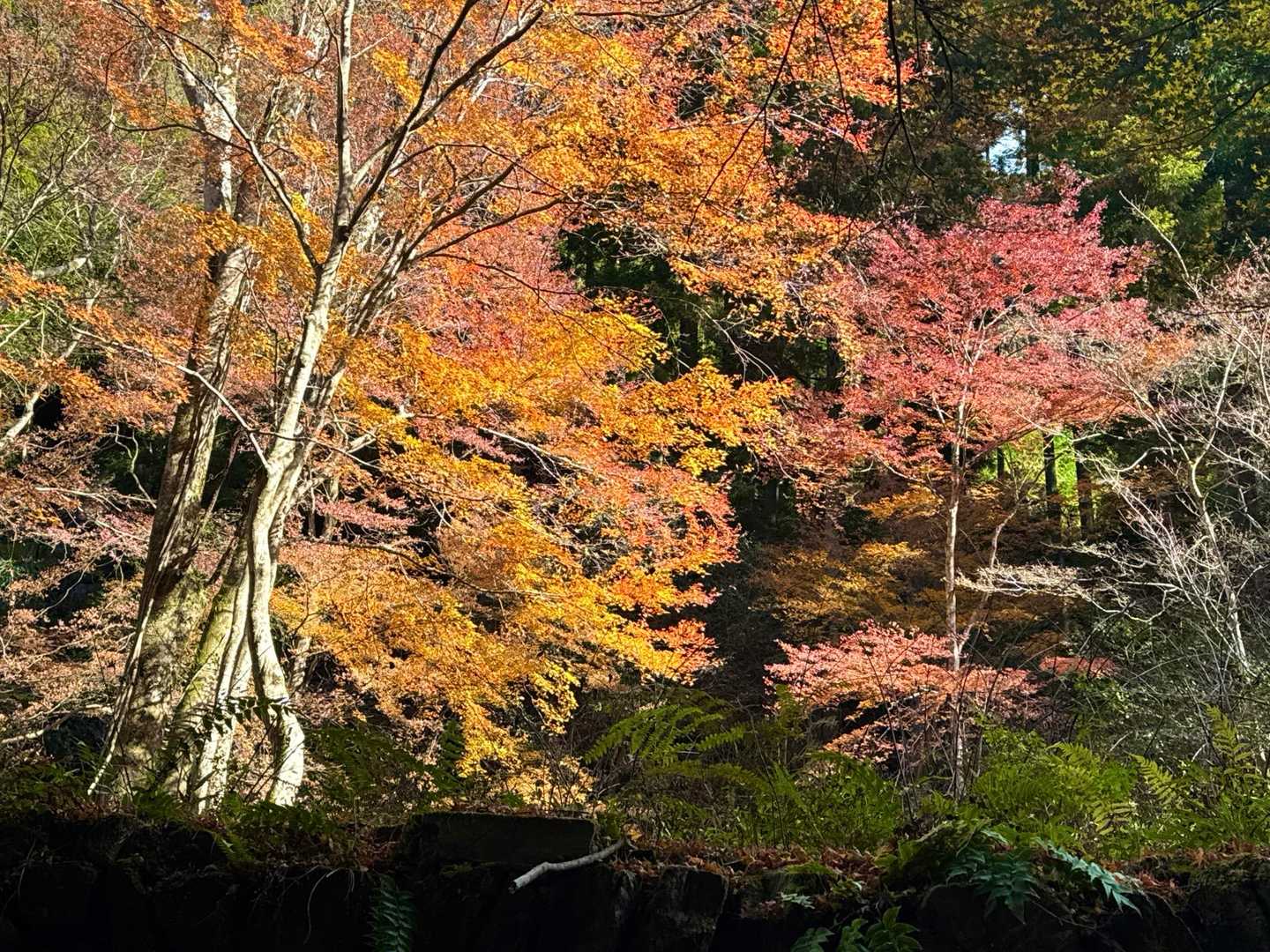 晴れていると思ってもすぐに曇ってしまうため、今日はタイミングが肝心でした。