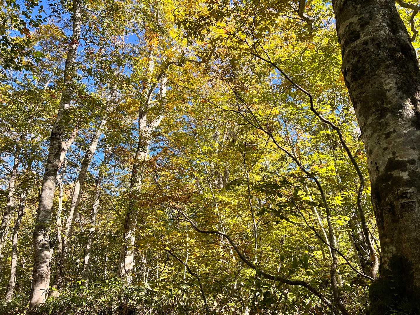 黄紅葉が綺麗