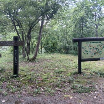 よく整備された公園の散策道