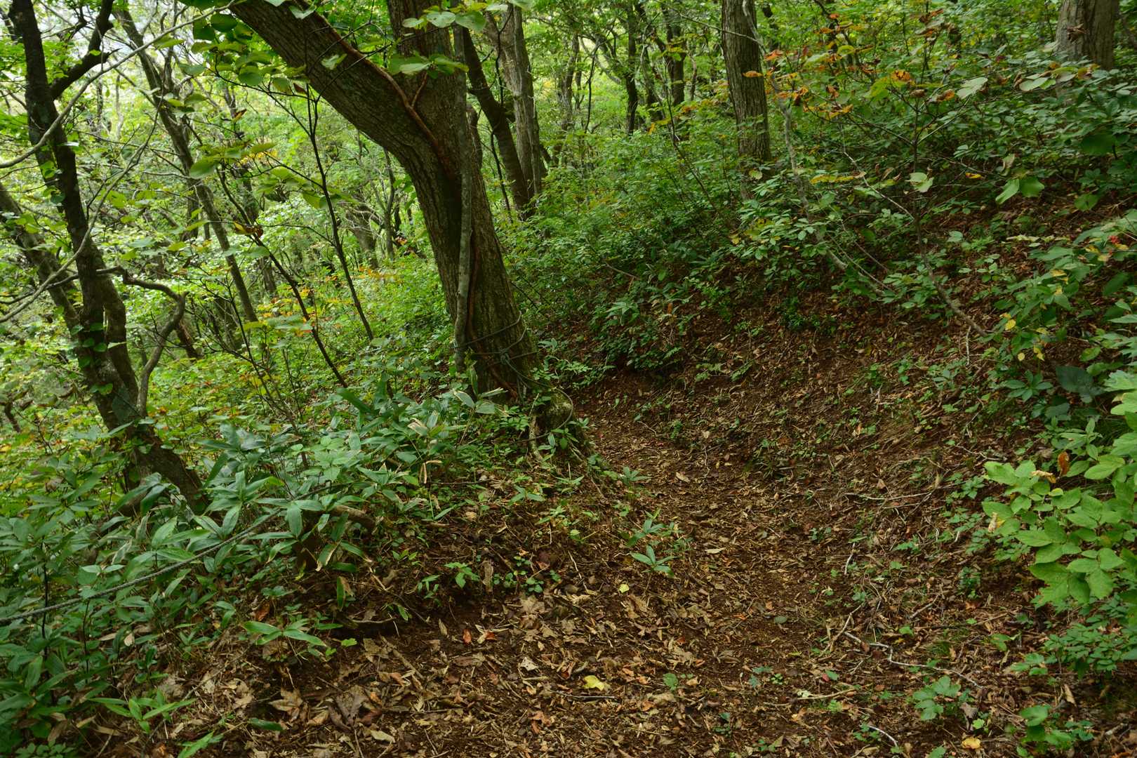 下山にあたっては、往路で辿った道をそのまま下り返す。下りでも難しい所は特にないが、急な箇所では足を滑らさないよう注意が必要だった。