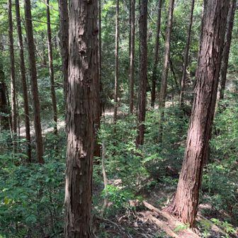 林道見えてきた👀
上から見ると、入ってきたところより右手に道がありそう🙃