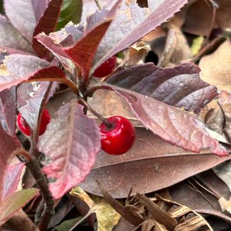 ヤブコウジ🔴　見つけた😍
葉っぱが紅葉している
