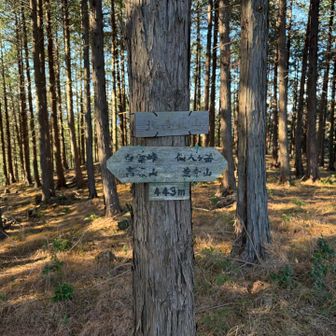15チェイン北高萩山。樹林の中の登山道の途中で久々にピーク感が無くスルーした後戻ってきました💧