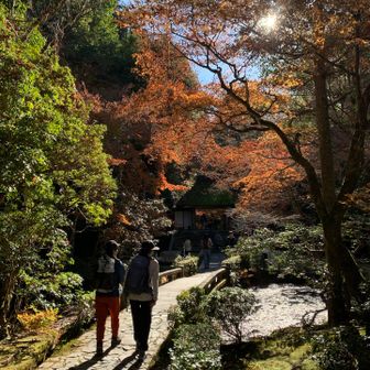 法然院にて
まだ間に合ってよかった、紅葉