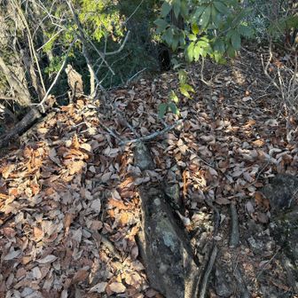 天狗岩での影…これ以降一般道に出るまで…ルートから外れていますの警告音⚠️がずーっと一般道下りる直前までなり響いていました👺
脇道はなかったと思います…
後マップ内でピークーのとこ🟢じゃないですか？
それが全部消えましたね🧐
山の不思議と言いたいとこですが…原因はYAMAPでしょうね笑
