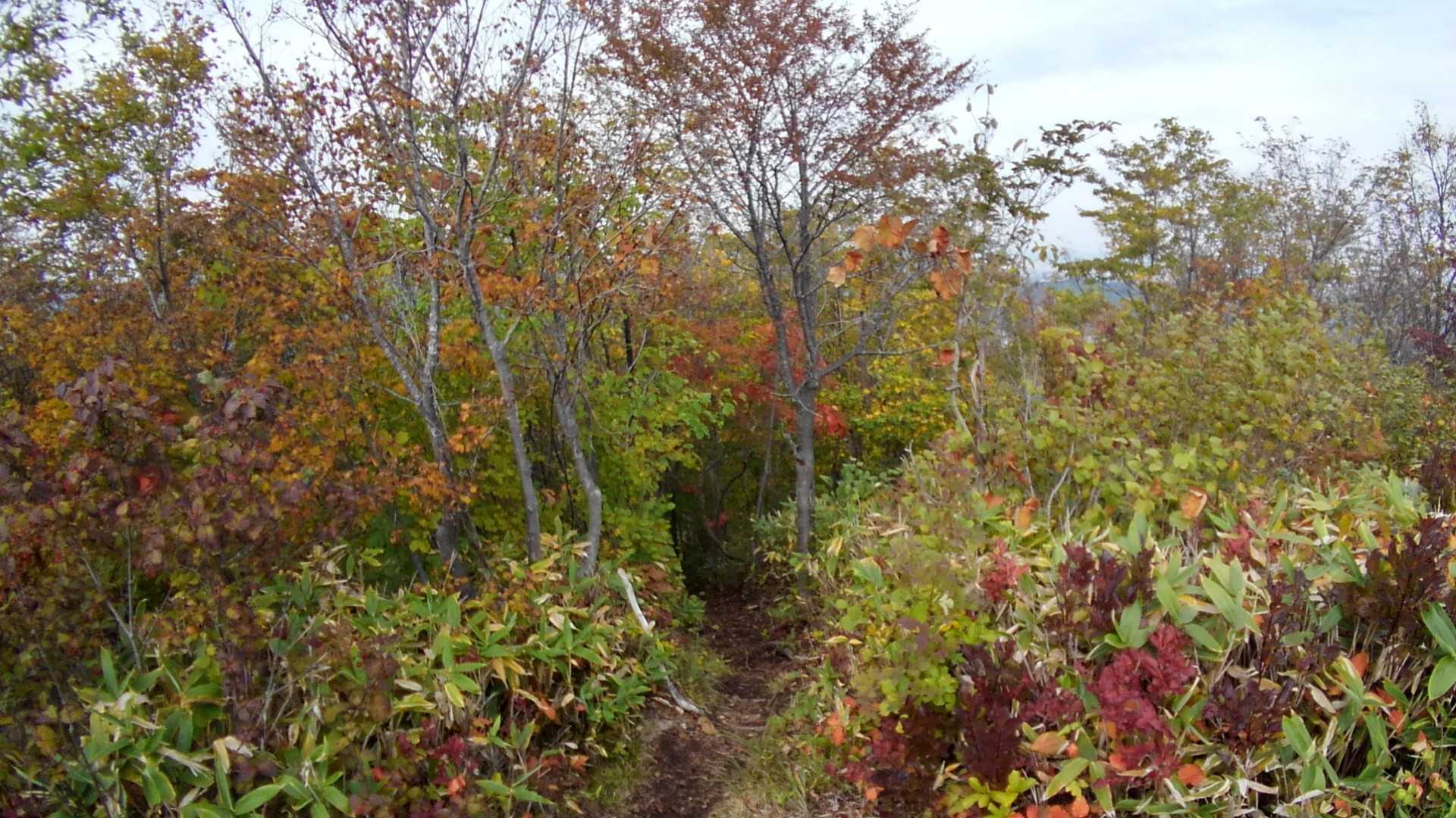 紅葉🍁が進んでいます🎵