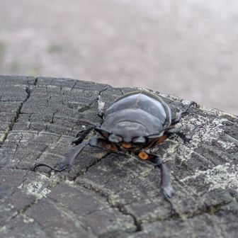 クワガタ
正面から撮ったら、なんか、、、