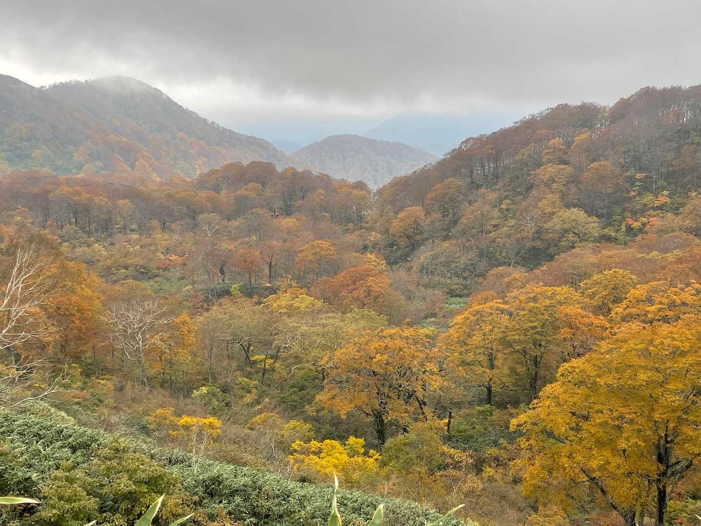 紅葉楽しめる登山道🍁