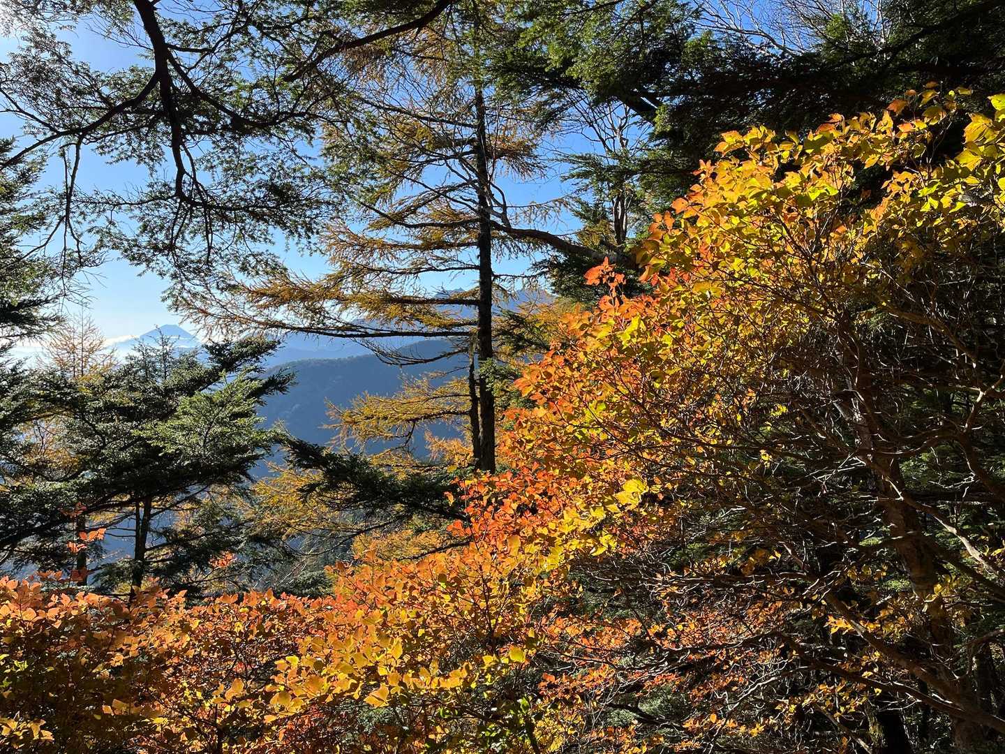 標高上げるにつれて色合いがすばら🍁
奥には富士山