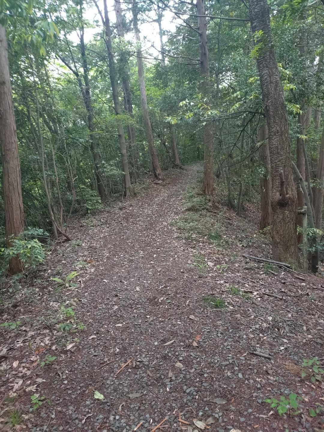 階段2箇所登ったら、しぱし、なだらかな山道歩き