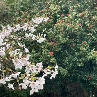 山桜と薮椿🎶