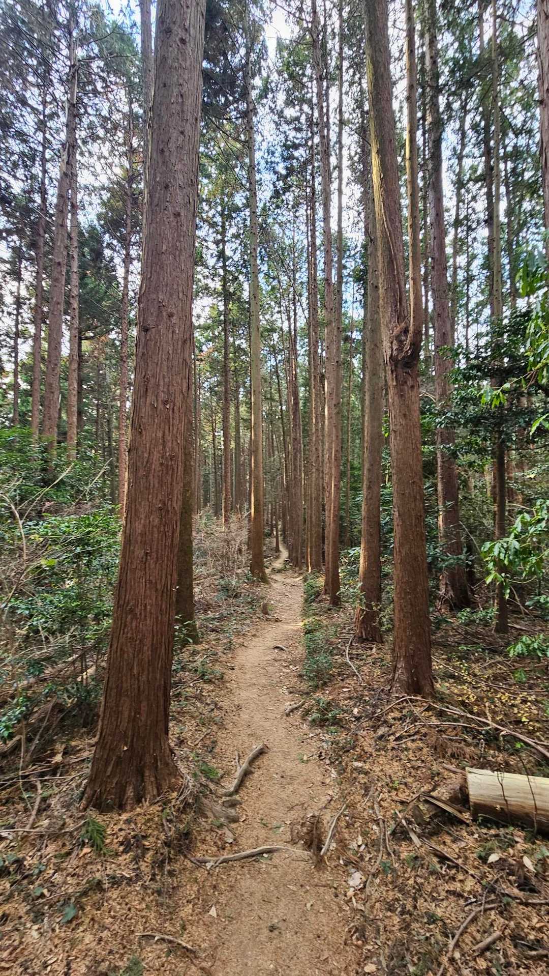 越生駅-大観山-根っこ山-大高取山-桂木山 周回コースの写真