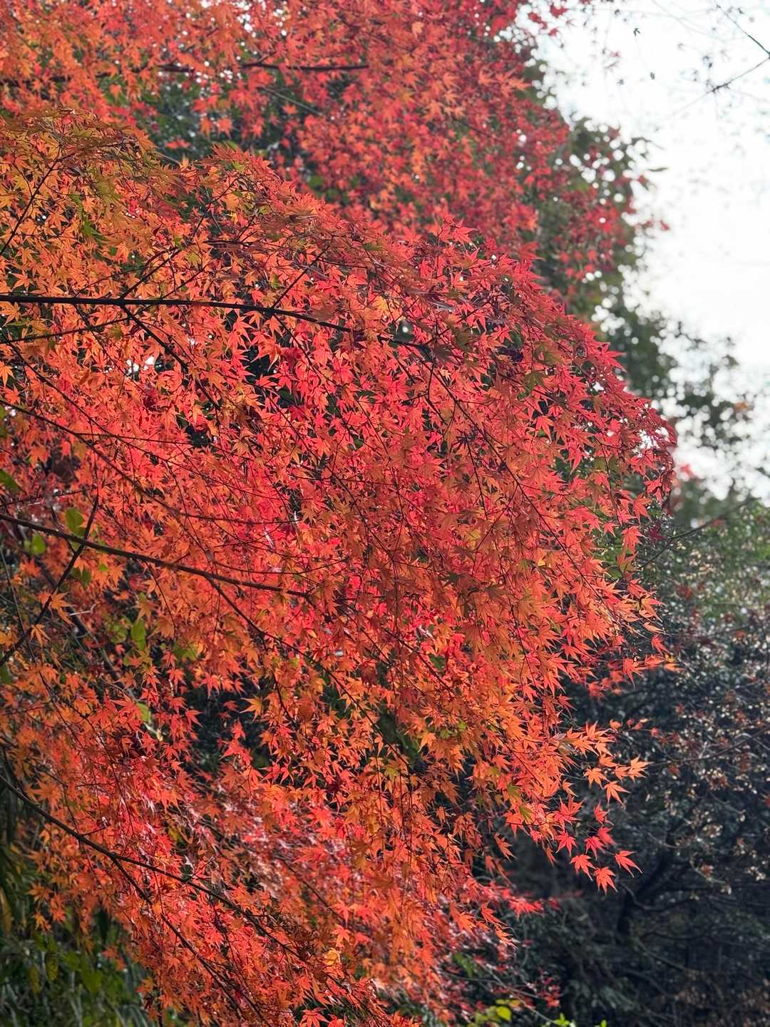 観音岳-筒ヶ岳 往復コースの写真