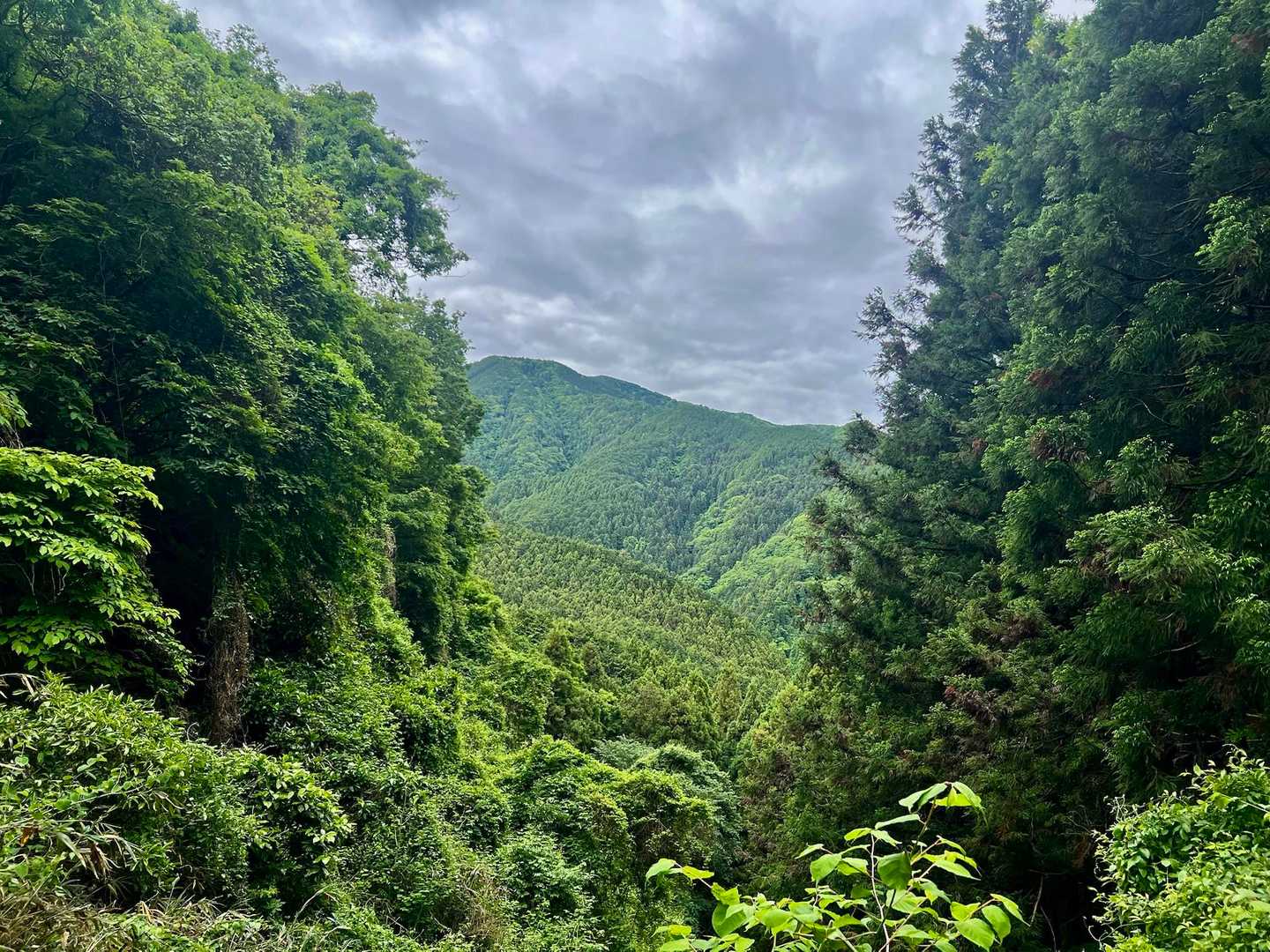 天狗谷-大和葛城山-水越峠 周回コースの写真