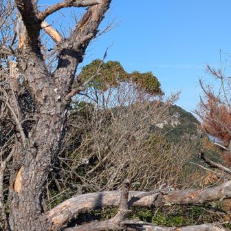 勇気を出して立ち上がってみた。
念珠岳ｶﾅ?