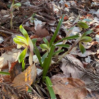 春蘭と言うらしい。教えてもらった😁