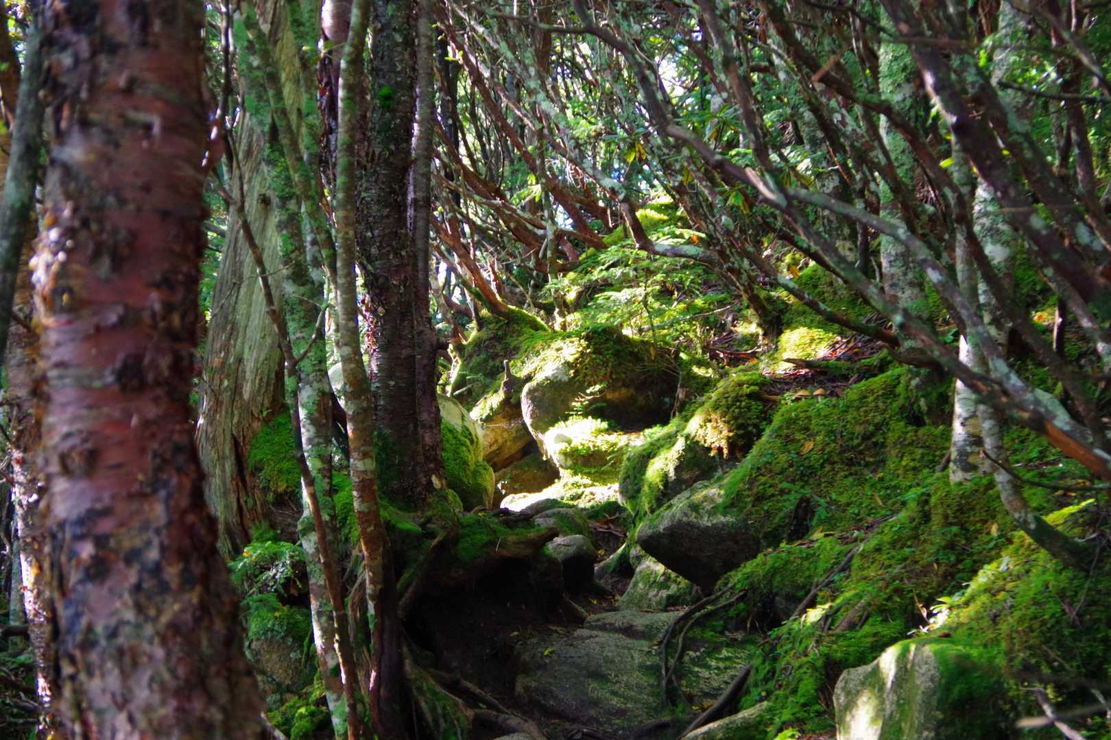 瑞牆山荘-金峰山 往復コースの写真