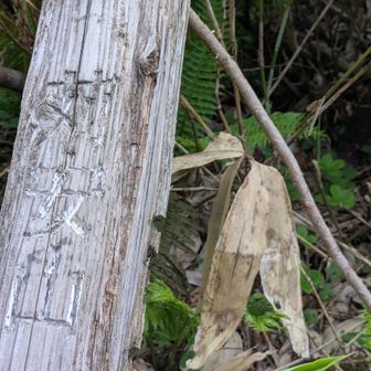 苅安山
標柱が熊🐻に押されて斜めってるし🤣