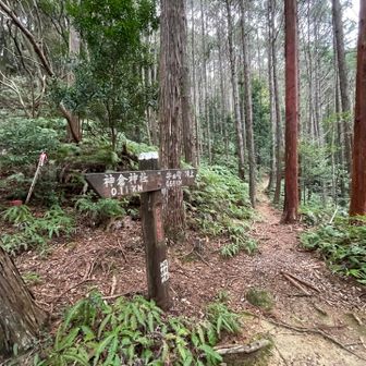 右手に進みます。今回試しに両手にストック2本持ちにしたところ登りはいい感じになりました。