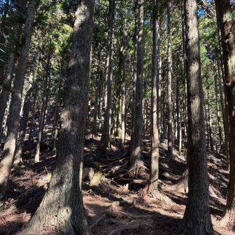 黒岳を目指します。
歩きやすいけど、急登です😆