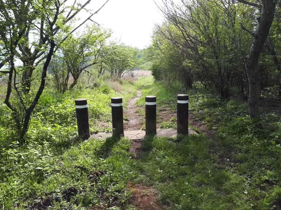 イモ山の写真