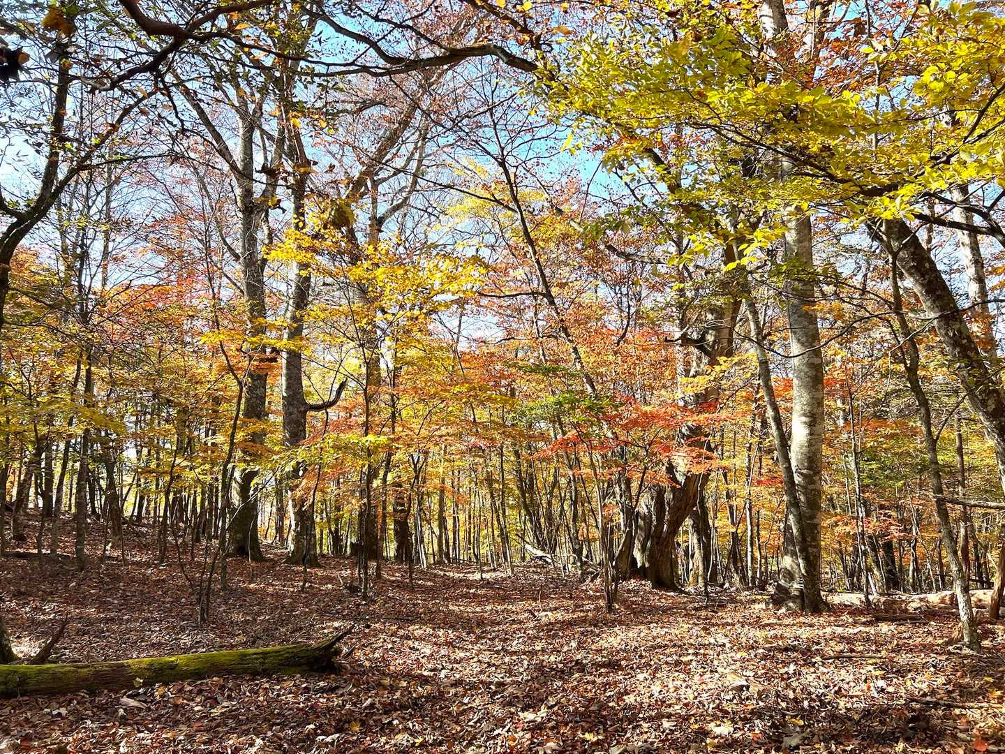 鶴峠-奈良倉山-松姫峠-鶴寝山 縦走コースの写真
