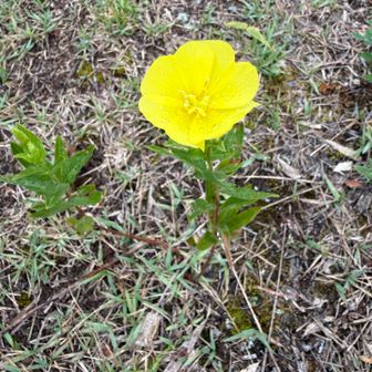 展望所に行く道の真ん中に綺麗な黄色い花🌼
調べてみるとマツヨイグサとのことです！