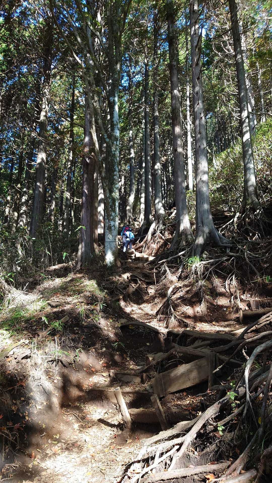 公時神社登山口-金時山-金時山登山口-金時登山口バス停 縦走コースの写真