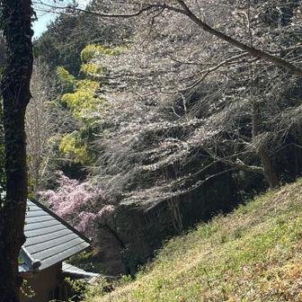 もう下山です
咲いてます🌸