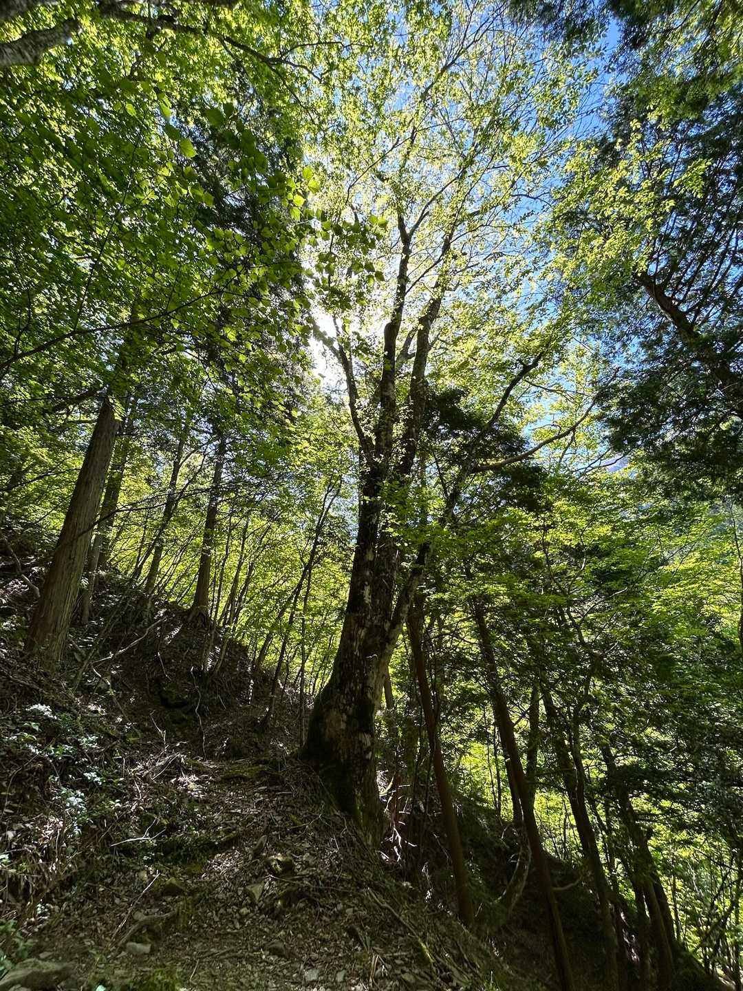 西山越　-沓掛山-黒森山 往復コースの写真