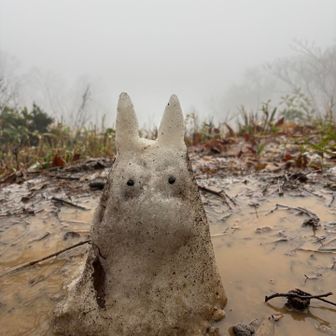 あっ、小トトロ