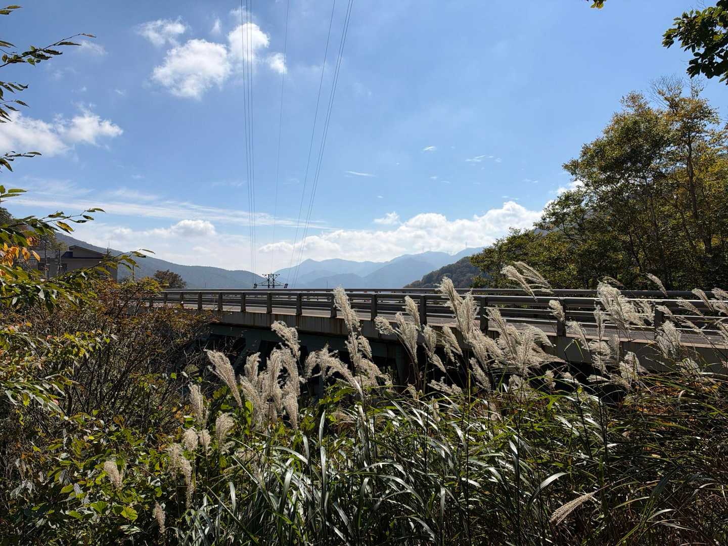 ススキも🌾