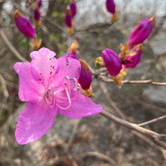 コバノミツバツツジ