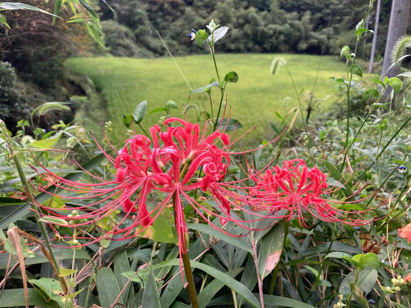 奥殿陣屋ルート登山口-村積山 周回コースの写真
