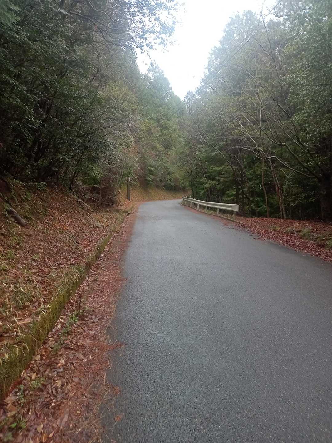 登山口まで林道を歩きます。