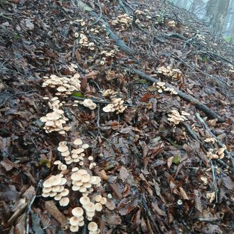 キノコ群生　食えるキノコならこれだけあればお腹いっぱいだ！　食えないキノコなら多分致死量だ！！