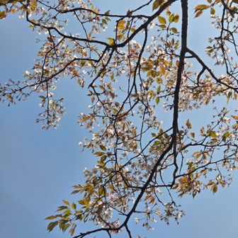天守台跡の桜はまぁまぁ咲いてました