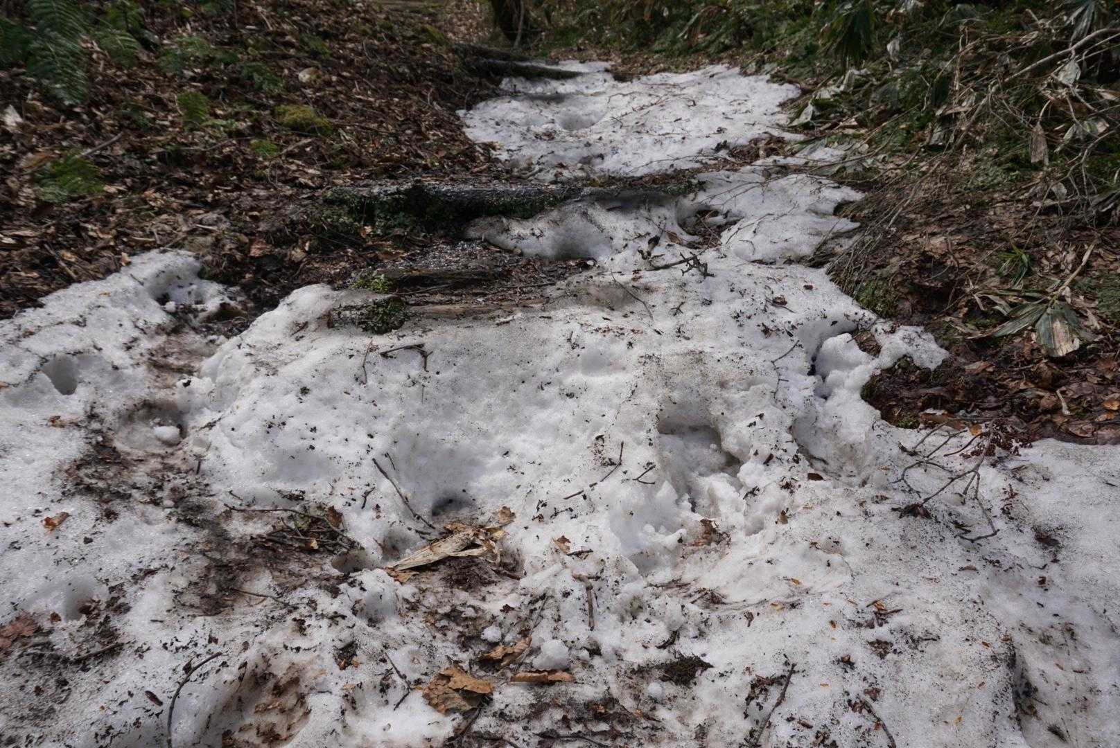 数ヶ所、雪が残っていて、ずるずる
