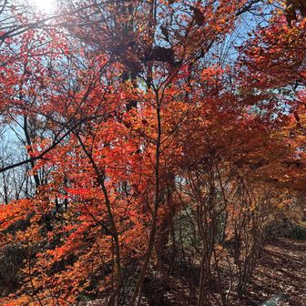 山頂はまだ紅葉🍁が見られました😄