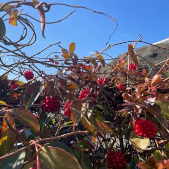サネカズラの向こうに
山根口への下山ルートが見えるが、、、

地図にある登山道を探している。