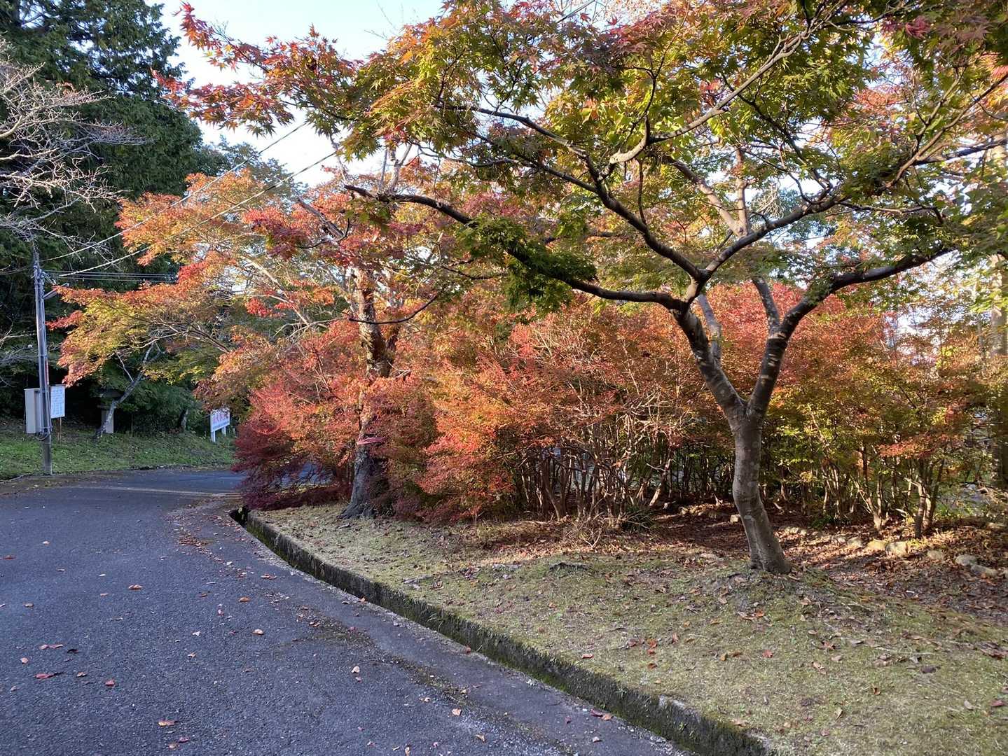 猪子山 往復コースの写真