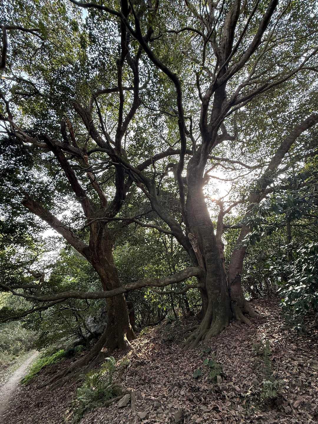 宮地嶽神社-宮地山-在自山 往復コースの写真