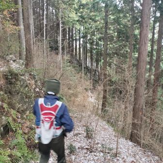 林道とぶつかったので、しばし林道を歩いて下ります。