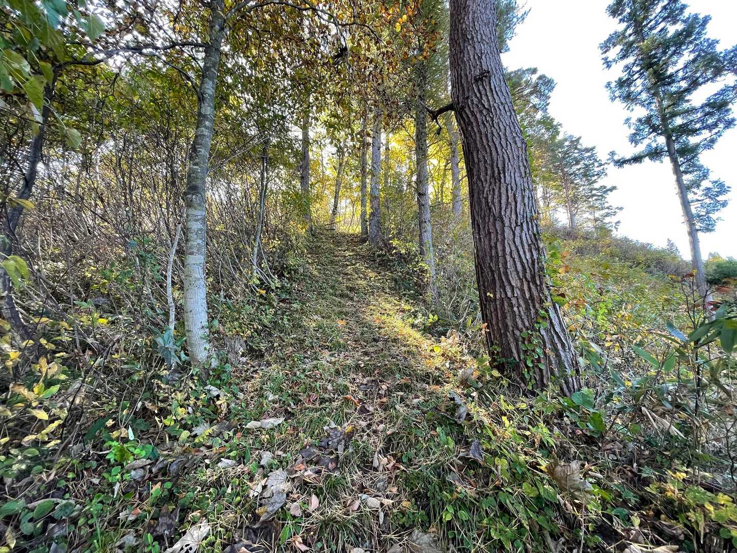 登り始めの登山道