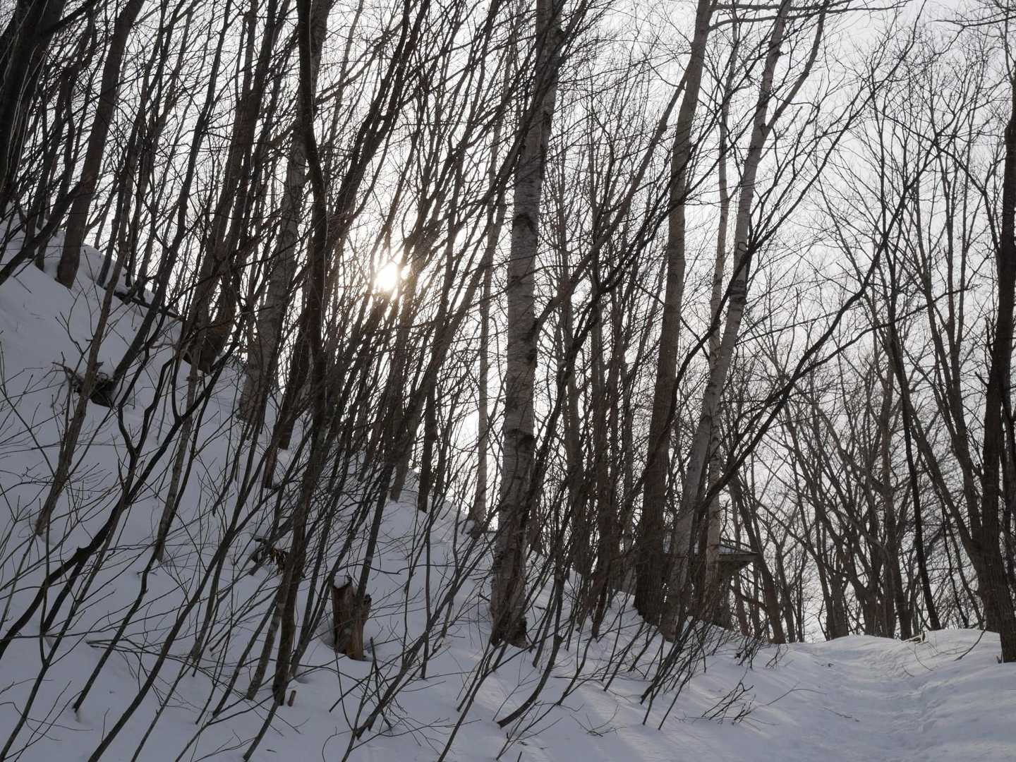 東屋の前に来ても弱い太陽。どころか雪も降り出してきたよ❄️
