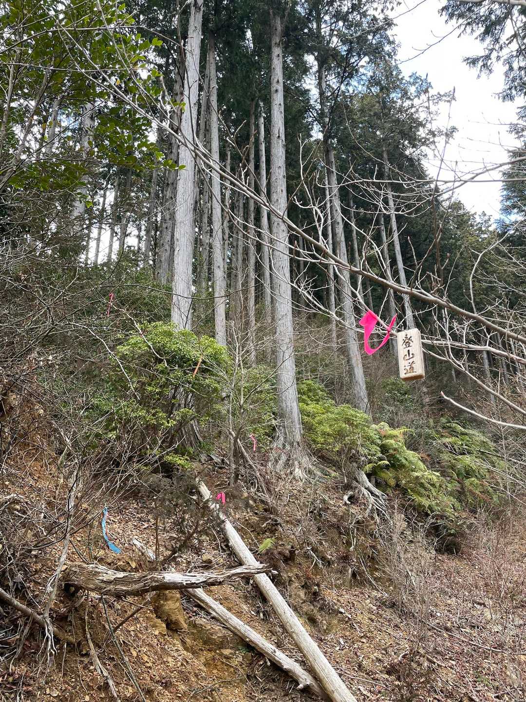 鳶ノ巣山 往復コースの写真