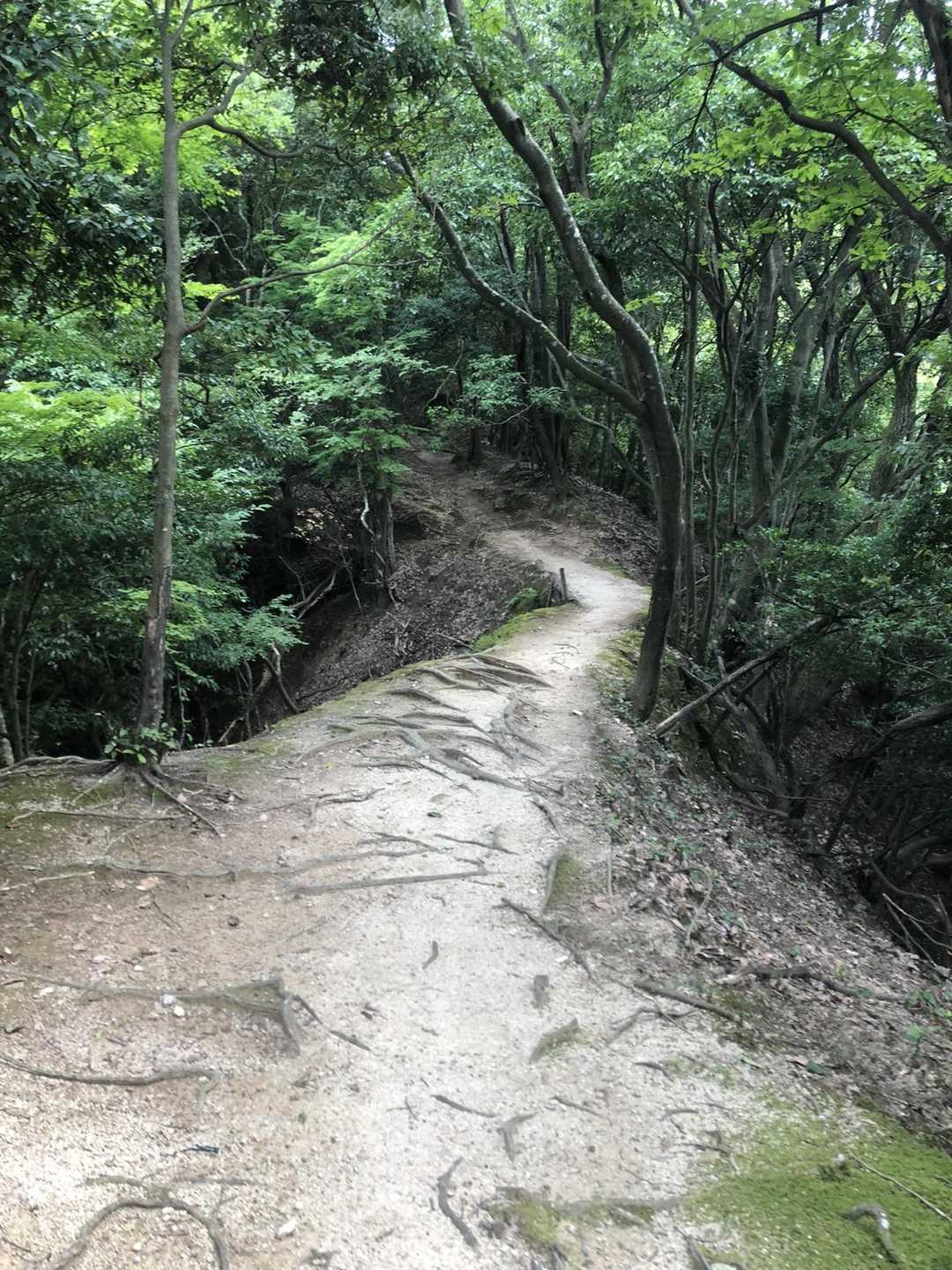比叡山登山口-修学院山-大比叡-ケーブル比叡駅 往復コースの写真