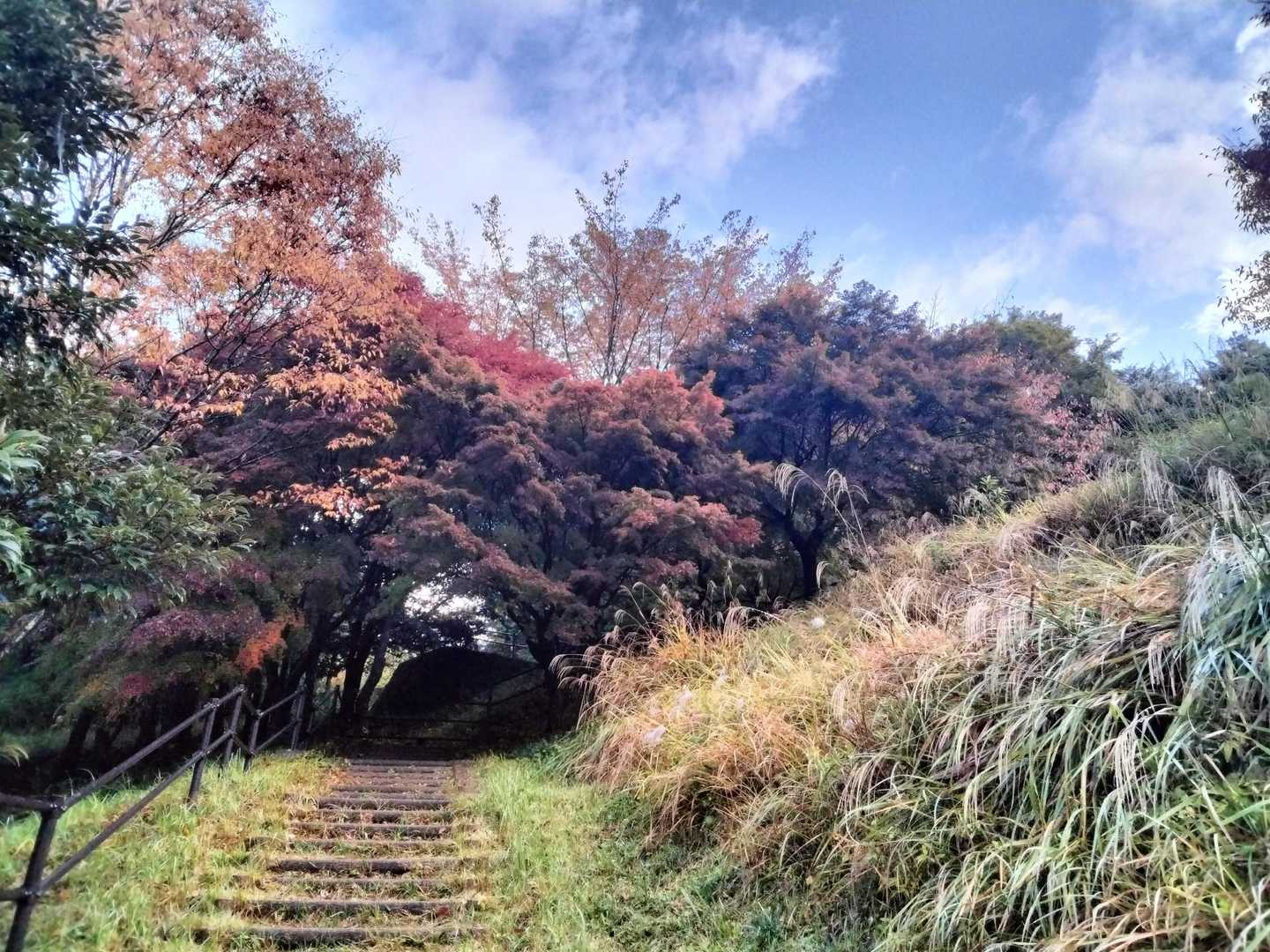 晩秋　風情があって良き☺️
今日はトイレ我慢していたので大倉到着して直ぐトイレに🤣
なので皆さんどちらに向かわれたのかは不明です…😑
楽しみにしていた皆さん、申し訳ございません🙄
バスは満席で立っている方が５人でした👍