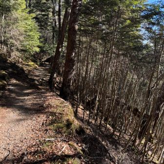 薬師小屋の前で３人目の登山者のオネーサンと会いました。薬師小屋の冬季小屋に泊まると仰っていました。
そのあと、長い下山道を歩いていてもテント泊装備の大学生らしき若者3名とすれ違っただけです。昨日は金曜日で仕事終わりから今朝早くに登山口に辿り着けない方々は日曜日に日帰りで登られるのかな？
このルートはピッケルも前爪アイゼンも要らないほんと登り易い山なのにこんなに少ない登山者では勿体無いと思います😆
北岳にソロで登れる方であれば1人で難なく登れると思います😃